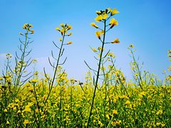 -光明小镇欢乐田园