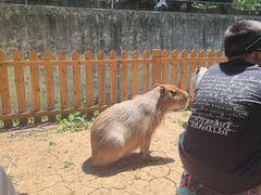 -合肥野生动物园