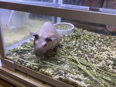 -酷以爬仙阁实体爬宠店·守宫·蜥蜴·专业繁育