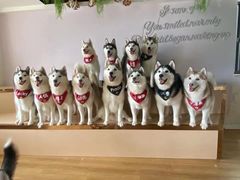 -Husky Go! 哈士奇体验馆·宠物咖啡厅狗咖