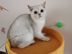 -糯米喵星人总部直营旗舰店·猫舍·幼猫出售