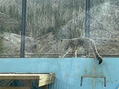 -青藏高原野生动物园