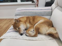 -宠爱国际动物医院· 猫科· 外科·中兽医(长白店)