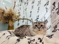 -爱洗澡的猫(望京店)