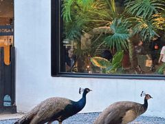 -J Create城市露营咖啡·简餐·宠物(上海动物园店)