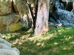 -北京野生动物园