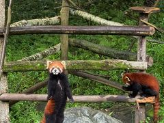 -都江堰中华大熊猫苑