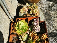 -喜洲翰林餐厅(董家百年老宅店)