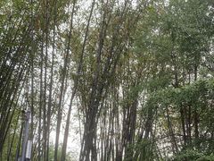 -望江楼公园
