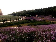 -大塘金香草谷