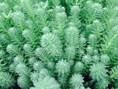 iphone_upload_pic-活水公园