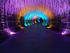 -大塘金香草谷