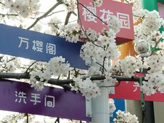 -高东镇樱花园