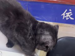 -艾贝尔宠物医院·狂犬免疫点(江山金象城店)