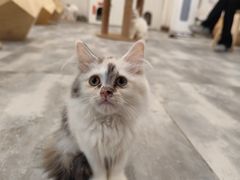 -楼上猫咖(罗湖店)