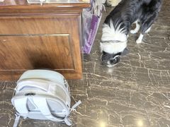 -宠爱国际动物医院·疑难骨科·心肾内科·皮肤科(太阳宫店)