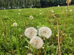 -长白岛森林公园