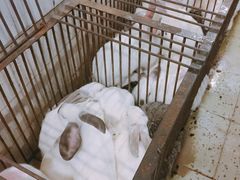 -温江公平红烧兔(总店)