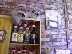 -喵园·猫主题咖啡厅·撸猫·猫咖(国贸店)