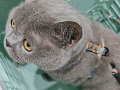 -四月宠物医院·猫专科·心脏专科·内科(转塘店)
