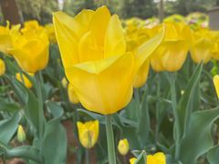 -洛阳郁金香牡丹园