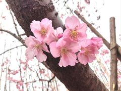 -顾村公园