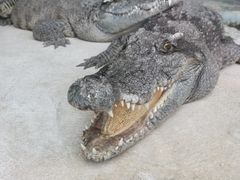 -昆明动物园