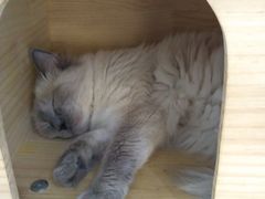 -喵的天空名猫咖啡馆·撸猫·猫舍·用品