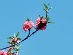 -海棠花溪(元大都城垣遗址公园)