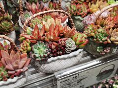 -鹿岛生活(熙地港店)