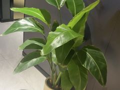 -梵猫·新养生(鹭江大同店)