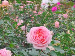 -人民公园(罗湖区)