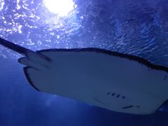 -西安曲江海洋极地公园