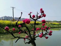 -南汇桃花村