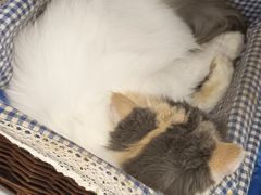 -喵园·猫主题咖啡厅·撸猫·猫咖(国贸店)