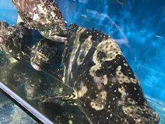 -鑫悦楼煎蟹·16年海鲜大排档