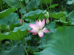 -荔湾湖公园