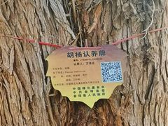 -金塔沙漠胡杨林景区