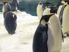 -珠海长隆海洋王国