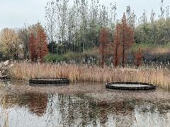 -翠湖国家城市湿地公园