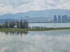 -洱海月湿地公园