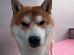 -宠福鑫康馨动物医院·骨科·眼科