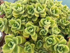 -双廊杨记石锅鱼石锅牛肉