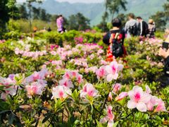 -南山植物园
