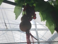 -马陆小张葡萄园农家乐