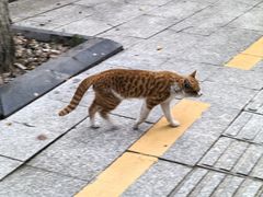 -瑞派先诺宠物医院•猫专科•普外科•中兽医(佛山院)