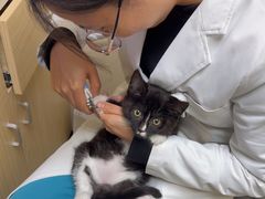 -安安宠医宠物医院·异宠·犬猫内科(岳阳分院)