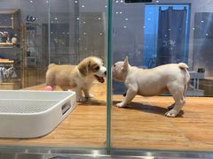 -狗道宠物(常熟印象城店)