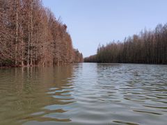 -上海海湾国家森林公园