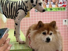 -逗柴町空中花园·雪橇三傻·柴犬柯基狗咖·猫咖·爬宠